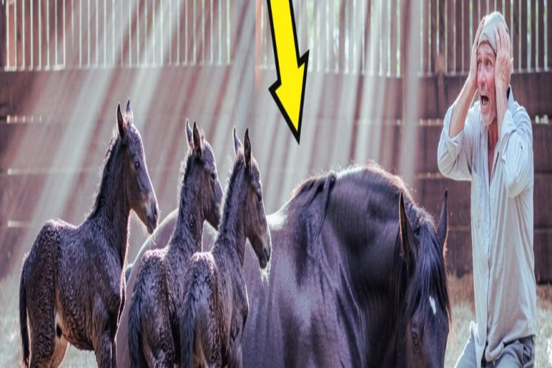 Un granjero compra una yegua gigante preñada por 50 dólares… y Ocurrió Algo Inesperado