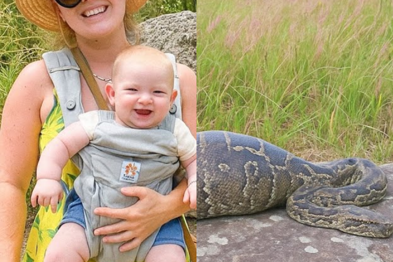 Madre Soltera Desapareció en Everglades, 1 Año Después Hallan una Pitón con un Extraño Bulto s