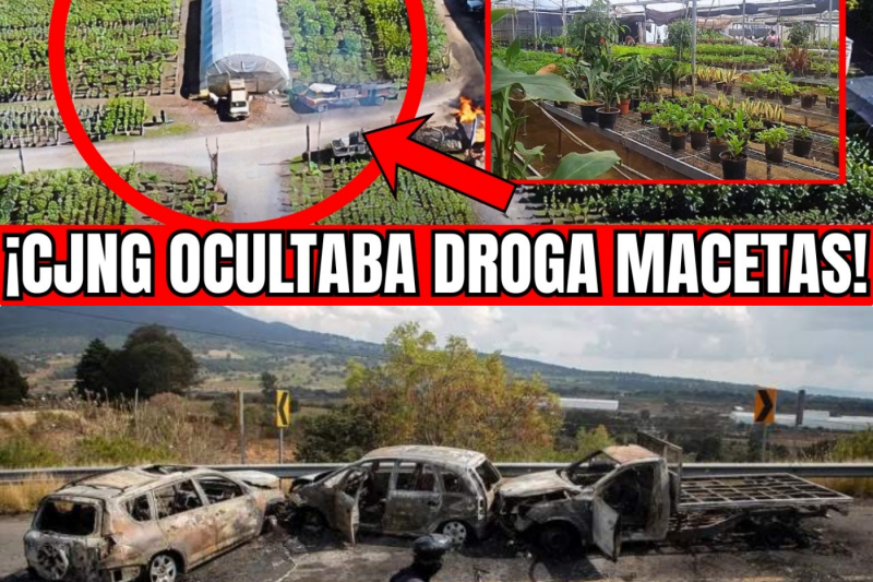🇲🇽🚨NAYARIT DESPIERTA EN CRISIS: GAFES CATEAN VIVERO Y HALLAN PLANTAS FALSAS: CJNG DROGA EN MACETAS