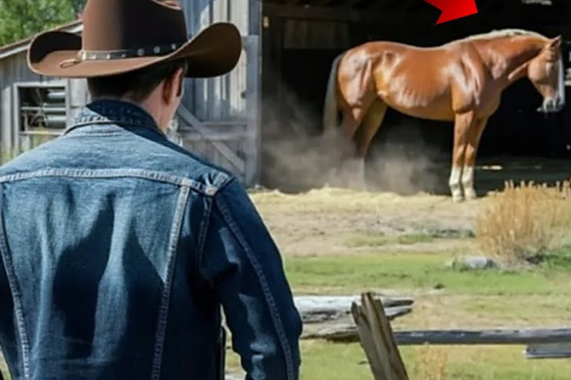 Un Hombre Compró Un Rancho Por $1… Hasta Que El Caballo Que Vivía Allí Le Cambió La Vida