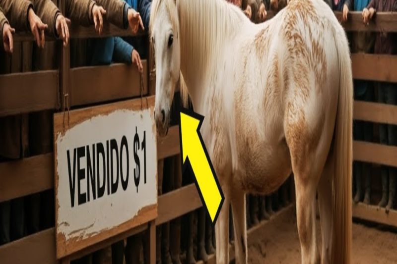 Un Caballo Rechazado Se Vendió por $1… y Nadie Imaginó lo Que Pasó