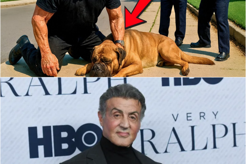 La Policía Comete GRAN ERROR Al Matar Perro De Sylvester Stallone