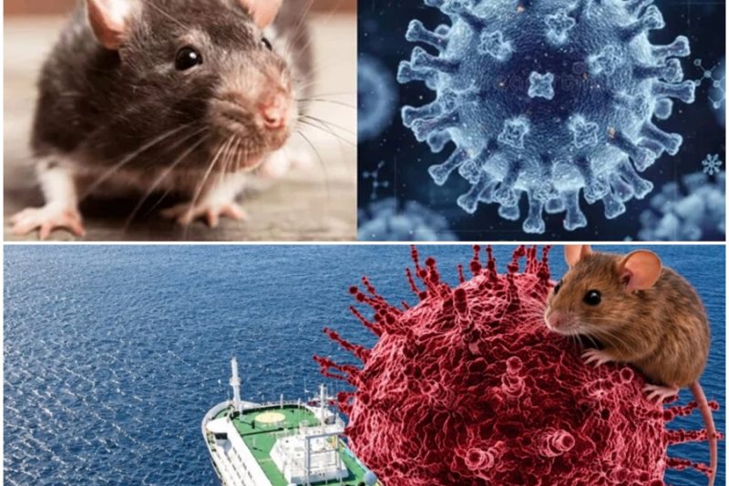 Un análisis comparado de cinco infectados por el hantavirus confirma que hubo contagio entre personas