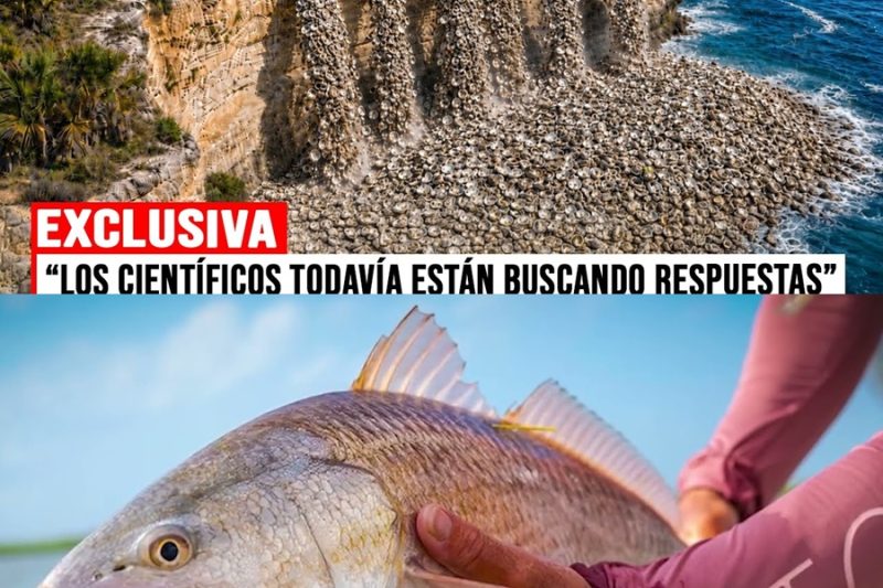 Arrojaron 500 Mil Toneladas de Conchas de Ostras al Océano… Luego Pasó ESTO  