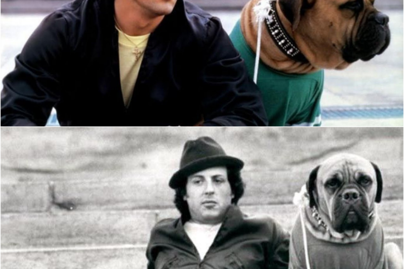 Una Historia Real: Stallone Vendió a su Perro por $40… Lo que Pasó Después te Dejará Sin Palabras