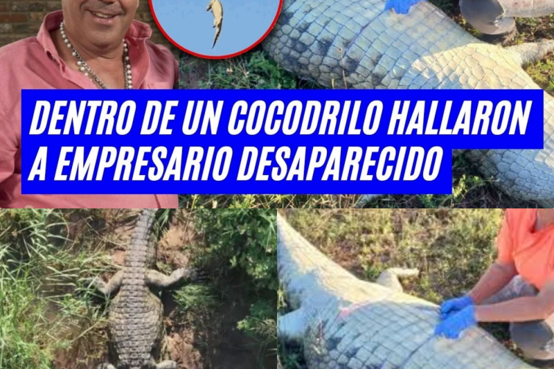 Tragedia en Sudáfrica: Hallan restos de un empresario desaparecido dentro de un cocodrilo de 500 kilos