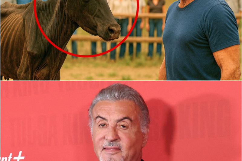 STALLONE COMPRA UN TORO ENFERMO POR COMPASIÓN — SIN SABER QUE OCULTABA UN SECRETO SORPRENDENTE