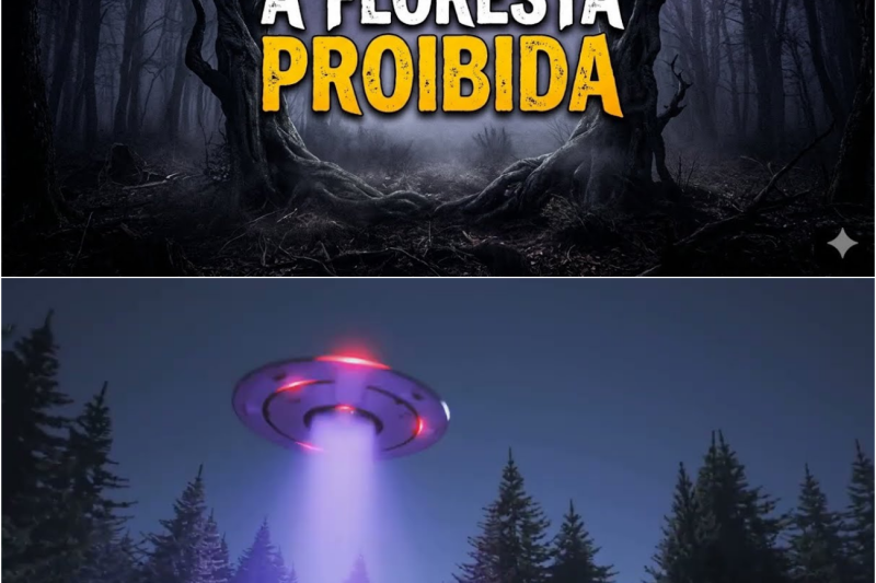 A Floresta Proibida da Romênia Que Assombra Cientistas e Visitantes Há Décadas