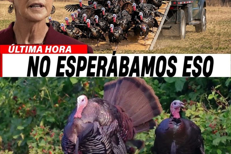 ¡El Milagro Oculto Que Nadie Esperaba! Trajeron 274 Pavos Salvajes Desde EE.UU.
