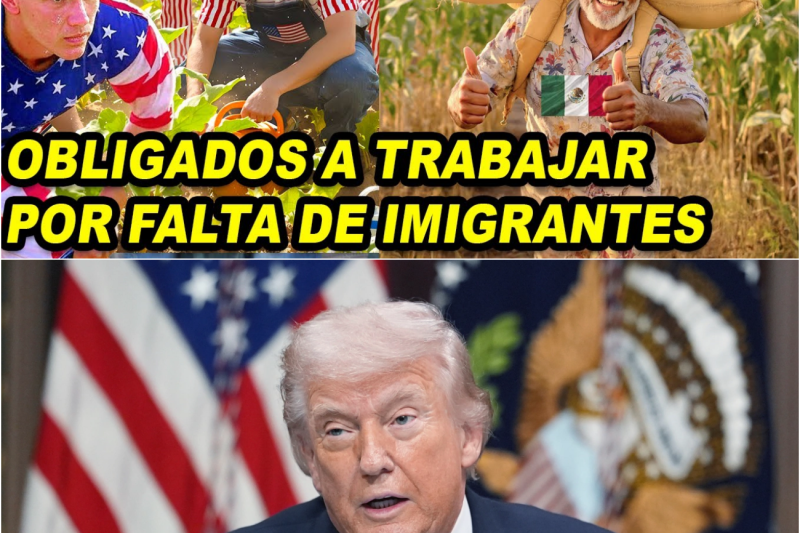 OBLIGADOS A TRABAJAR POR FALTA DE INMIGRANTES – TRUMP PIDE QUE REGRESEN