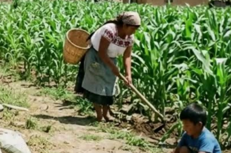 Todos la ignoraban por pobre… pero ella descubrió el secreto que cambió la vida del hacendado VL