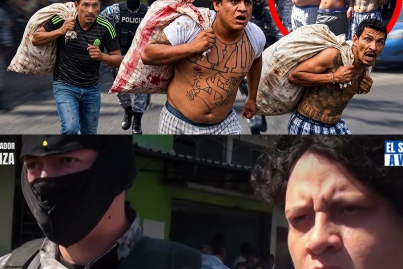 Golpe total en la colonia Peralta: Capturan a peligrosos cabecillas de la 18 con un arsenal de guerra y cargamentos de estupefacientes