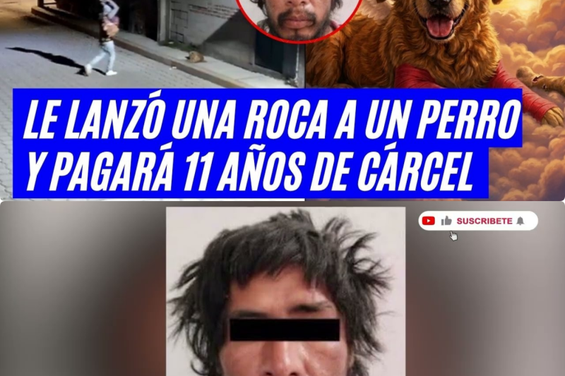 Justicia para Huesitos: La histórica condena que transformó el dolor de un perro callejero en la esperanza de México