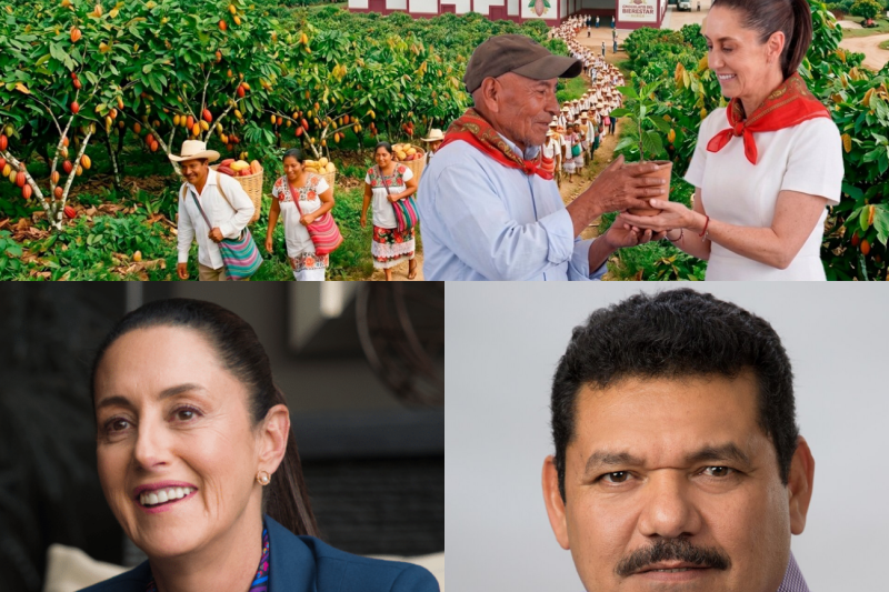 ¡Histórico! El Megaproyecto de Sheinbaum en Tabasco que Conquistará Europa con el Mejor Cacao del Mundo