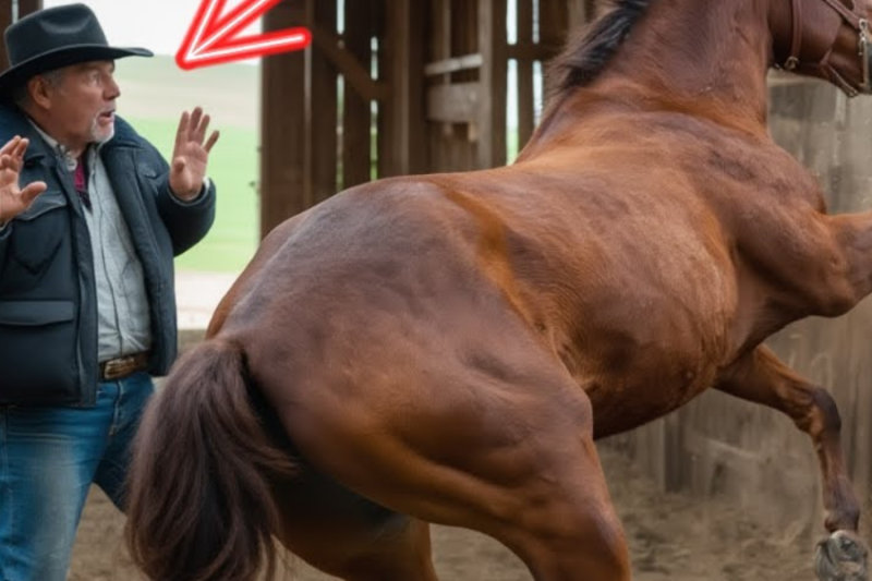 Un Caballo No Dejaba de Patear el Granero a las 3AM… El Ranchero Lo Abrió y Descubrió la Verdad