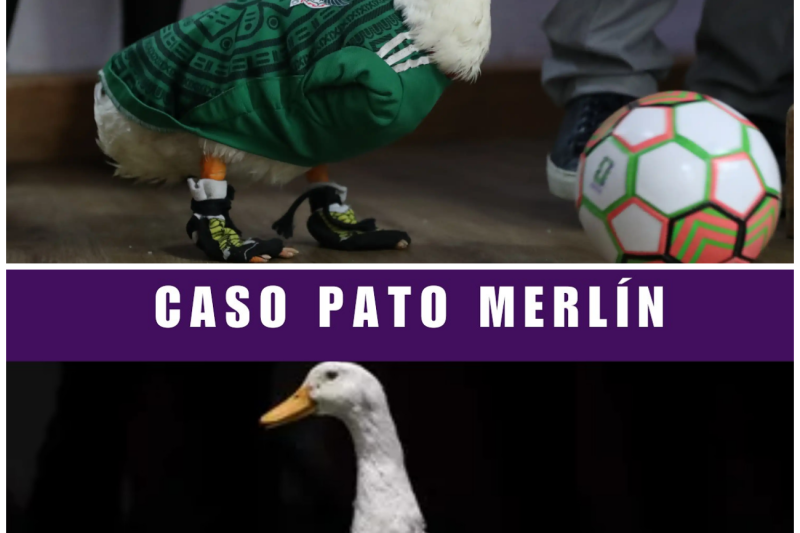¡El Robo del Siglo! Arrebatan la Marca del ‘Pato Merlín’ a su Verdadera Familia en un Indignante Acto de Oportunismo