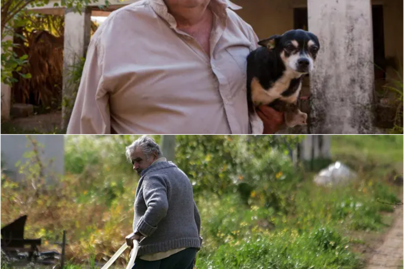 José Mujica vuelve a ver al perro que le dio consuelo en prisión… reacción deja a todos en silencio