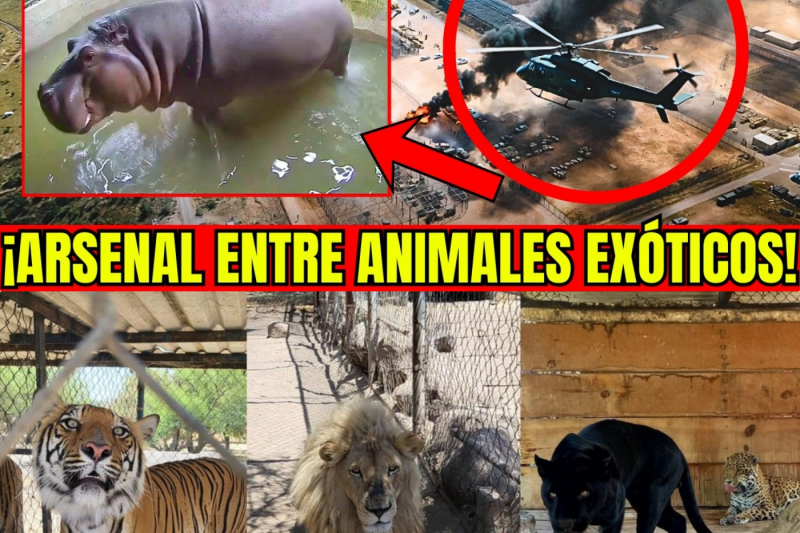 🇲🇽🚨¡SEDENA REVIENTAN “NARCO-ZOOLÓGICO” EN JALISCO! CJNG OCULTABA ARSENAL ENTRE ANIMALES EXÓTICOS