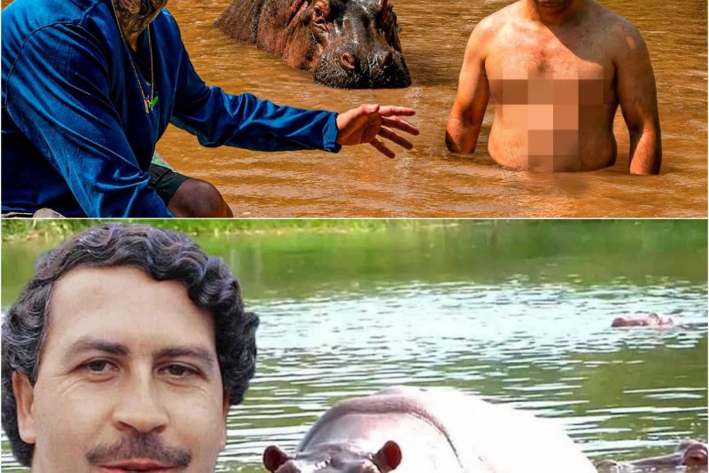 Los HIPOPOTAMOS de PABLO ESCOBAR