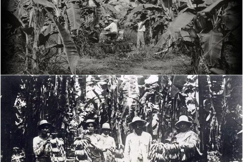 LA MASACRE DE LAS BANANERAS – EL DÍA QUE TODO CAMBIÓ EN COLOMBIA